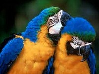 Macaws