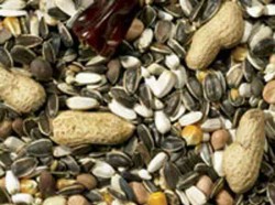 Pet Store Parrot Mix - Very Poor Quality