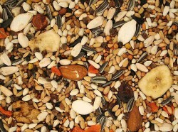 Premium Quality Parrot Mix