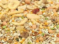 Tidy Mix Parrot Seed - Top Quality Seed Mix