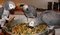Parrot Recipes