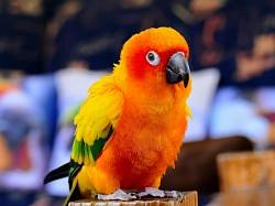 Sun Conure