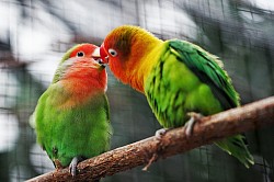 Love Birds