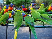 Rainbow lorrekeets